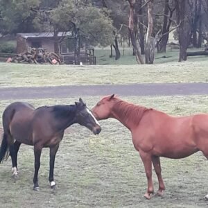 equine therapy in australia