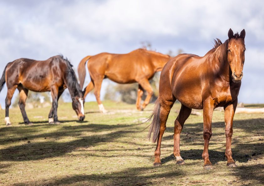 equine-therapy-hamer-horses
