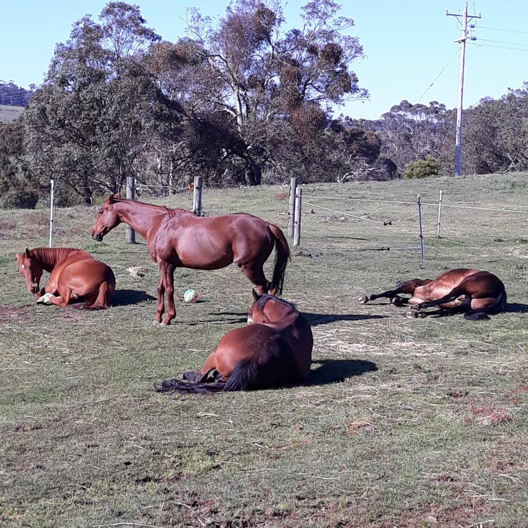 equine-therapy-for-32