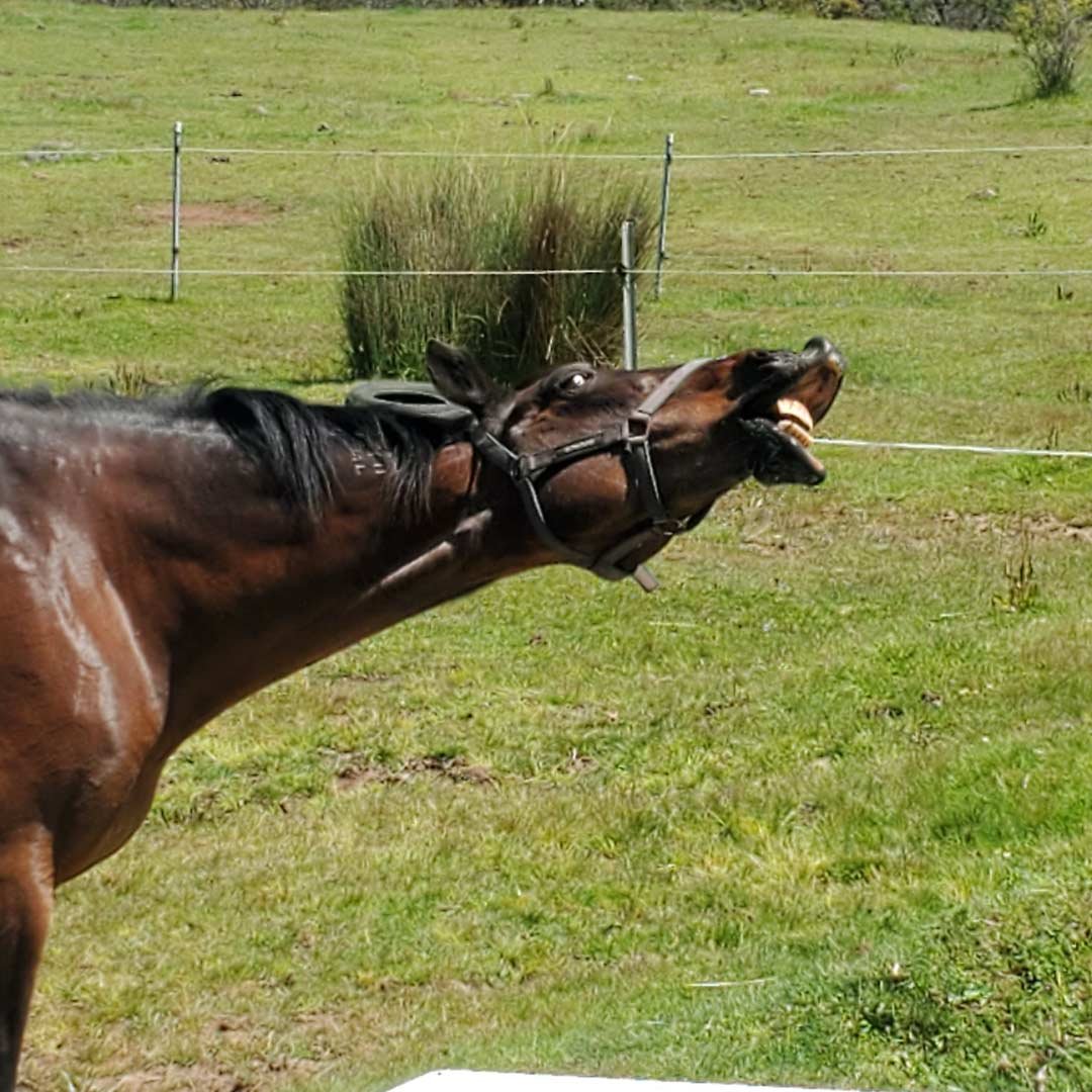 equine-therapy-for-children-31