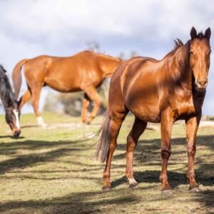 equine-therapy-in-melbourne
