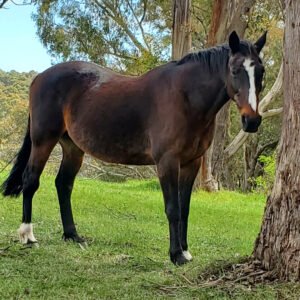 horse-therapy-for-kids