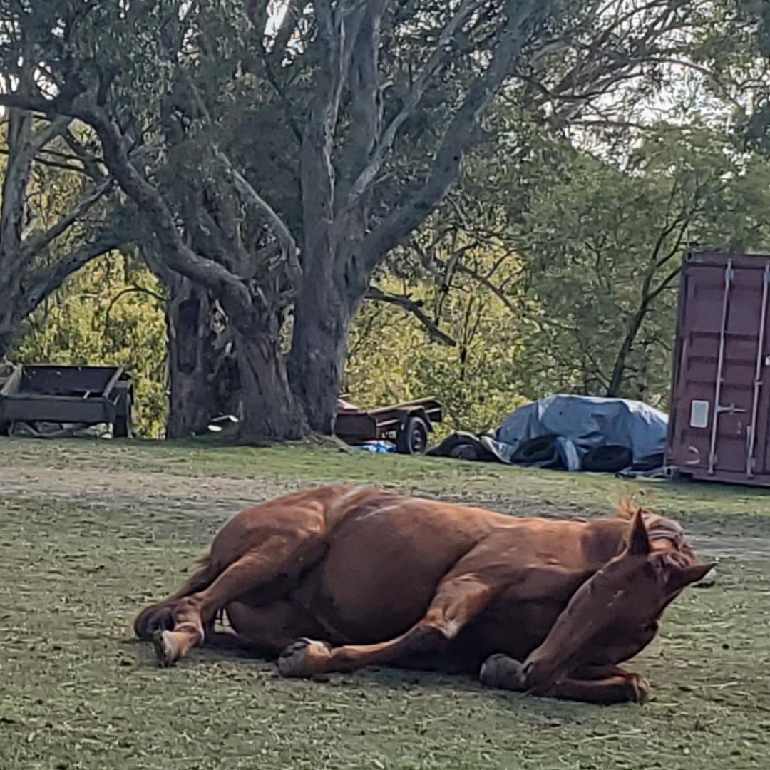 equine-therapy-costs-melbourne