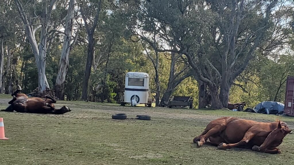 how-much-is-equine-therapy