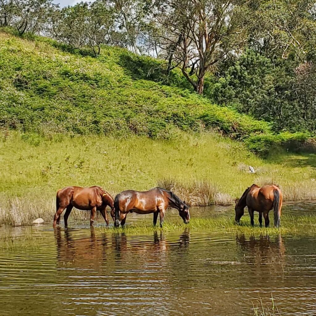 equine-therapy-in-victoria