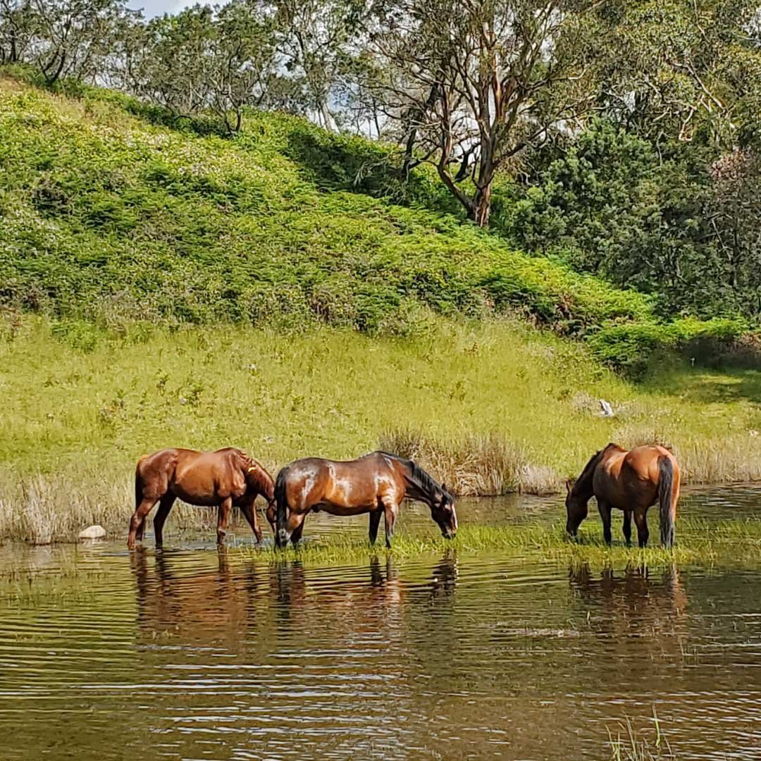 equine-therapy-in-victoria