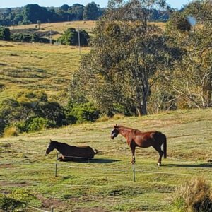 Horses for Equine Therapy Melbourne