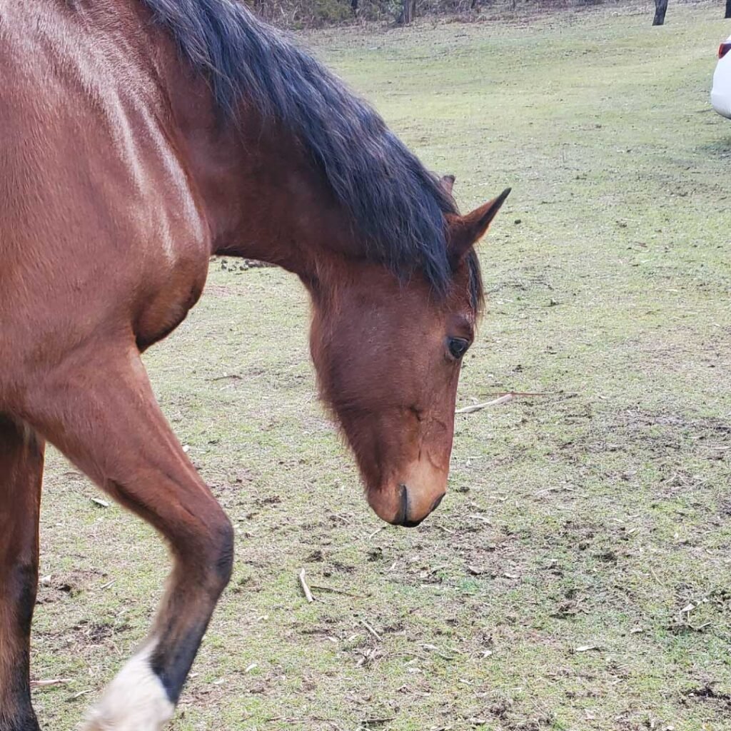 equine-therapy-specialists-australia