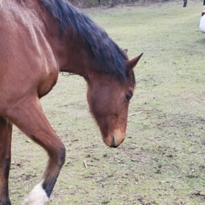 equine-therapy-specialists-australia