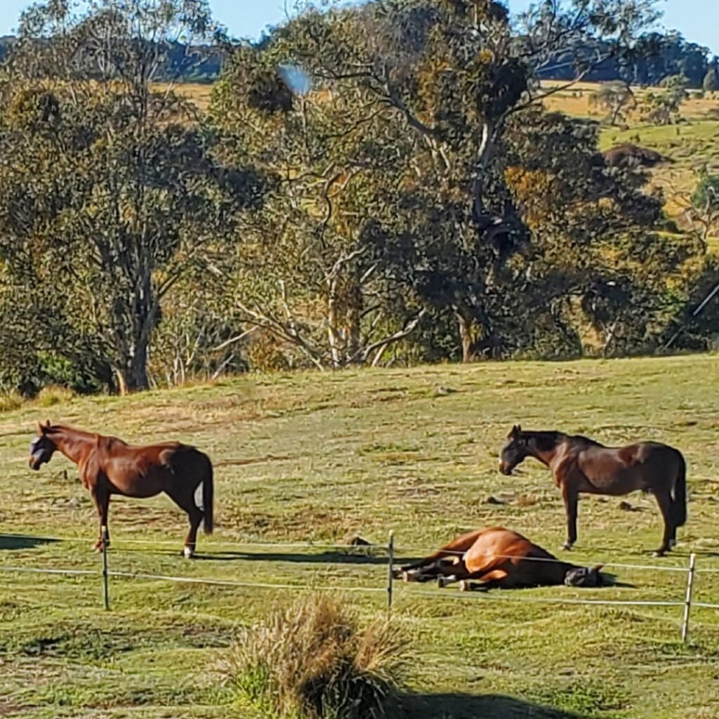 equine therapy for groups in victoria
