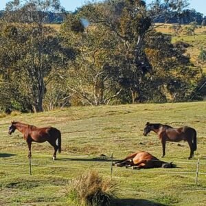equine therapy for groups in victoria