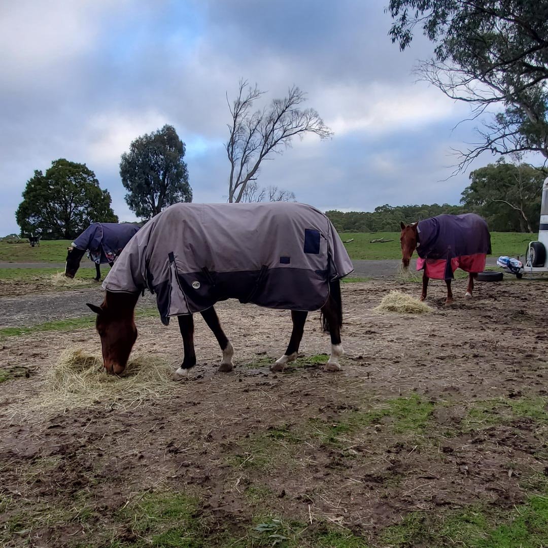 Winter-Blog-Equine-therapy